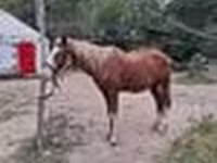 Жребец, Kazakh horse — снимка 5
