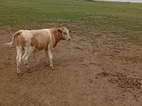 गाय, Simmental cattle — फ़ोटो 2