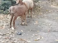 Får, Hissar sheep — foto 4