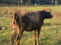 Mucca, Bovini — foto 4
