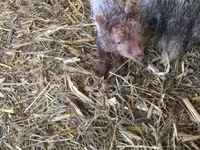 Ovce, Racka sheep — foto 7