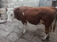 گاو ماده, Simmental cattle — عکس 1