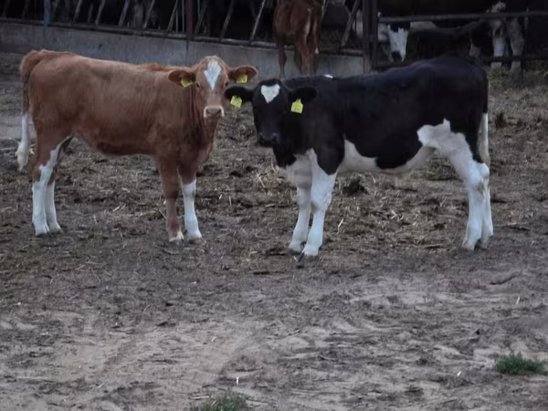 Vacă, Bovine — Polonia