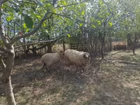 Хуц, Tsigai sheep — 2 зураг
