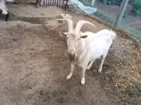 Kambing betina, Goats — foto 2