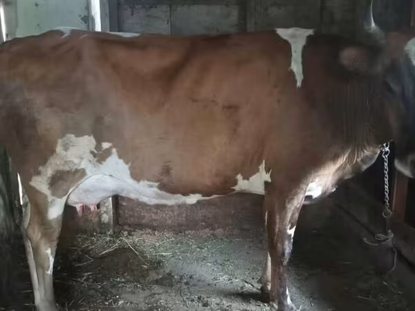 Cow, Simmental cattle — Azerbaijan