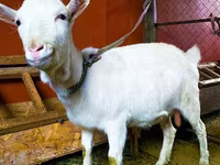 عنزة, Saanen goat — الصورة 1