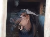 Mbuzi dume, Nubian Goat — picha 7