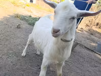 Ziege, Saanen goat — Foto 1