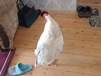 Chickens — عکس 5