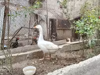 Geese — foto 2