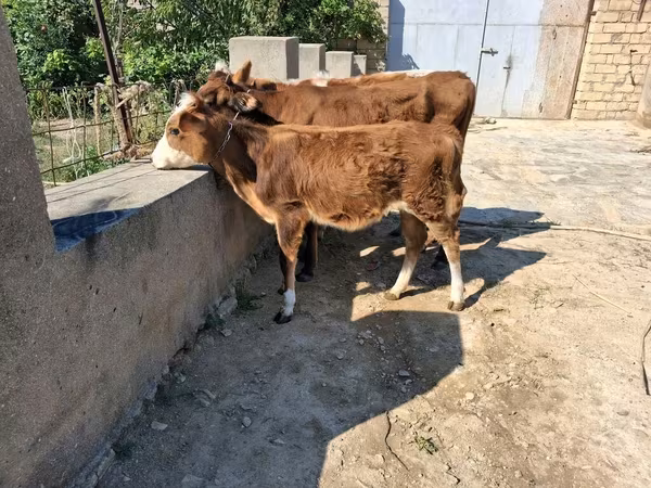 Byk, Czerwonobiałe bydło