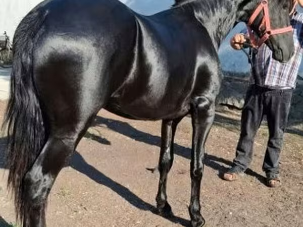 Caballo, Friesian