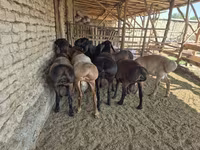 Kambing jantan, Arashan sheep — foto 4