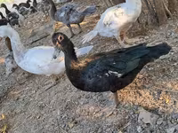 Ducks — foto 6