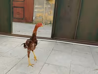 Chickens — عکس 2
