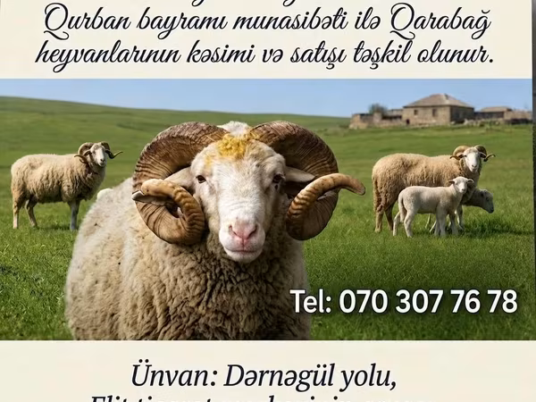 قوچ, Karabakh sheep