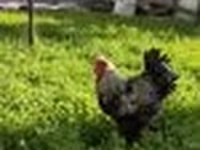 Brahma — foto 4
