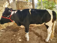 Toro, Bovini — foto 1