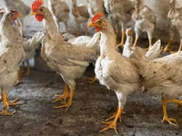 Chickens — zdjęcie 5