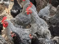 Gallina danese — foto 1