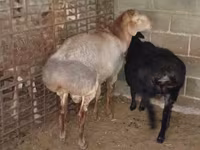 แกะตัวผู้, Rhon sheep — รูปภาพ 2