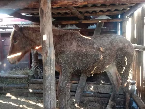 Banteng, Auliekol breed