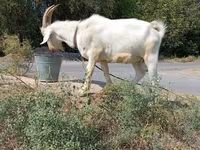 Buk, Saanen goat — foto 3
