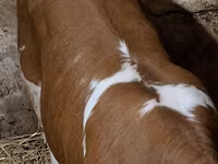 Lembu betina, Charolais cattle — foto 3
