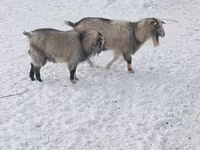 بز نر, Nubian Goat — عکس 2