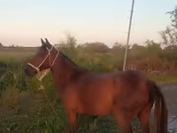 Égua, Karabakh horse — foto 4