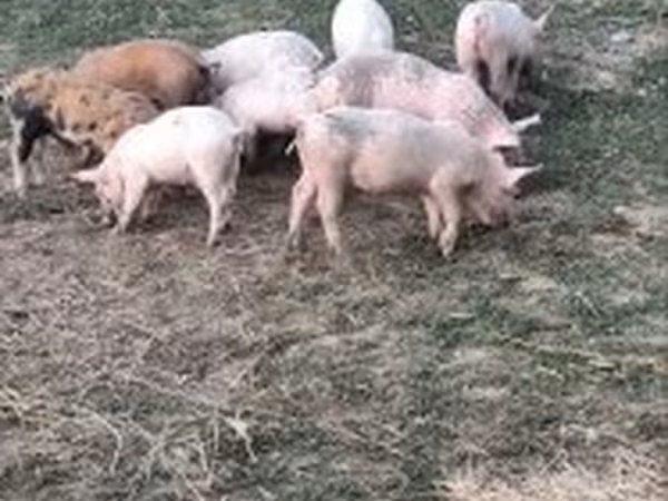Svinje (partija, pol nije naveden), Свиње