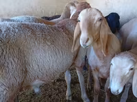 Ram, Arashan sheep — foto 3