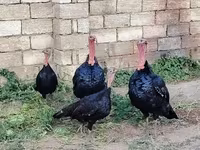Turkeys — عکس 2