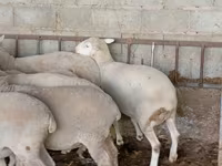Får, Merino sheep — foto 4