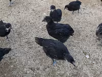 Chickens — عکس 4