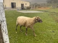 Baran, Merino sheep — zdjęcie 4
