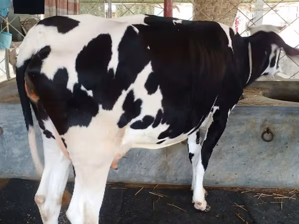 Lembu betina, Cattle