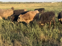 Touro, Swiss cattle — foto 1