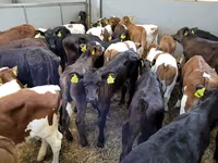 گاو ماده, Russian Black pied cattle — عکس 2