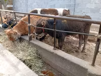 گاو نر, Swiss cattle — عکس 2