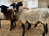Bélier, Romanov sheep — photo 1