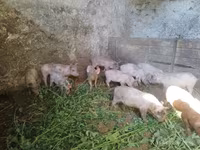 Boar, Pigs — photo 4