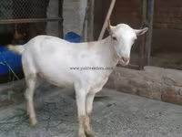 ছাগল, ছাগল — ছবি 5
