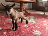 Kozel, Alpine goat — foto 1