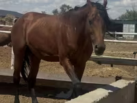 ม้าตัวเมีย, Thoroughbred horse — รูปภาพ 2