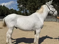 Koń, Mule — zdjęcie 1