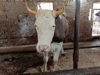 Krava, Simmental cattle — foto 3