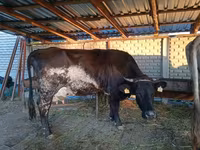 Mucca, Russian Black pied cattle — foto 2