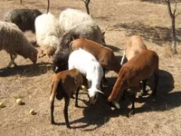 Хуц, Cameroon sheep — 2 зураг